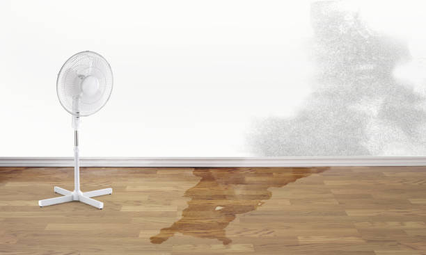 Best Flooded house restoration  in Austin, MN